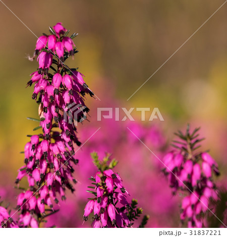 Beautiful flowers Myretoun Ruby.Erica carnea Beautiful flowers Myretoun Ruby.Erica carnea 31837221