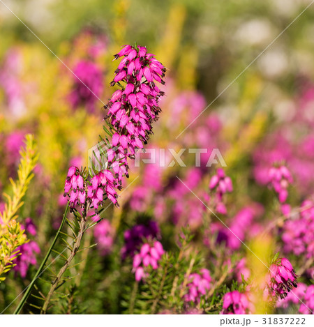Beautiful flowers Myretoun Ruby.Erica carnea Beautiful flowers Myretoun Ruby.Erica carnea 31837222
