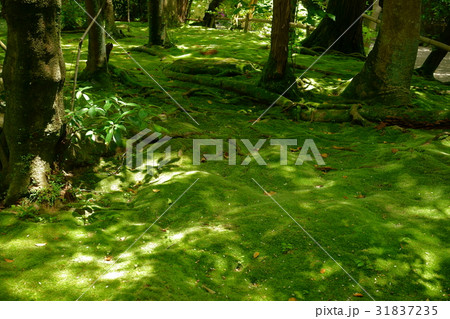 奈良・秋篠寺の苔庭2 奈良・秋篠寺の苔庭2 31837235