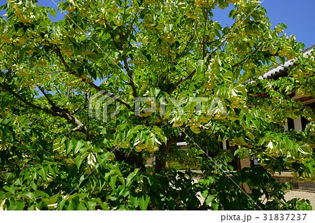 秋篠寺・満開の菩提樹１ 31837237