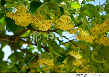 満開の菩提樹 31837306