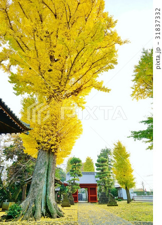神社のイチョウ 31837332