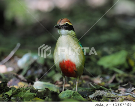 ヤイロチョウ 31837439