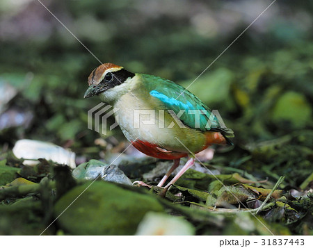 ヤイロチョウ 31837443