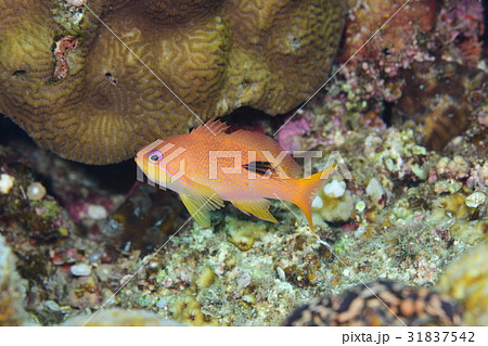 キンギョハナダイ 31837542