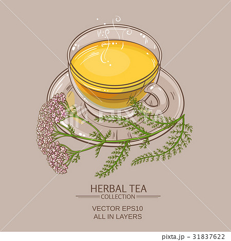 cup of yarrow tea  31837622