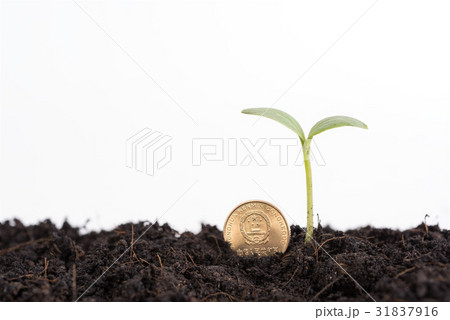 The investment is worth the attention,Green plant 31837916