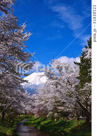 富士山と桜 31838522