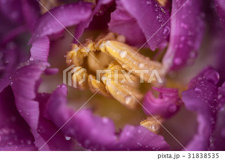 Center of the tulip flower. Macro photography 31838535