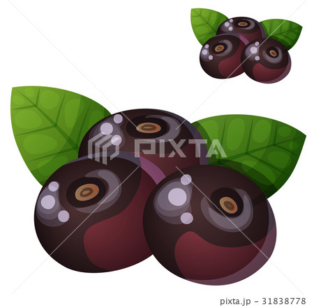 Acai berries illustration. Cartoon vector icon 31838778
