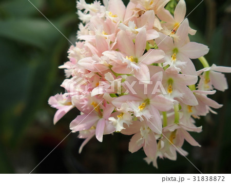 ランの花 31838872