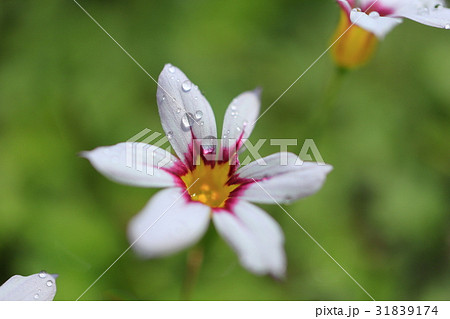 白色の小さな草花・ニワゼキショウにしずく 白色の小さな草花・ニワゼキショウにしずく 31839174