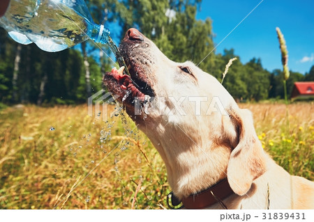 Thirsty dog in summer day Thirsty dog in summer day 31839431