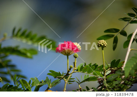 Pink flower Powder Puff or Head Powder Puff 31839478