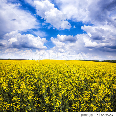 yellow rape field with blue cloudy sky yellow rape field with blue cloudy sky 31839523