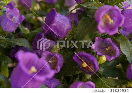 small purple flowers small purple flowers 31839956