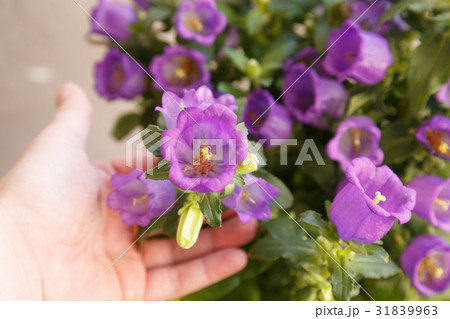 small purple flowers small purple flowers 31839963