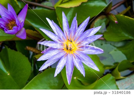 purple water lily purple water lily 31840186