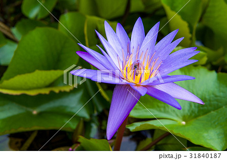 purple water lily purple water lily 31840187