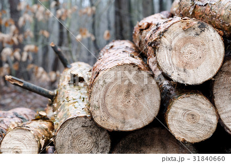 Stumps in the forest Stumps in the forest 31840660