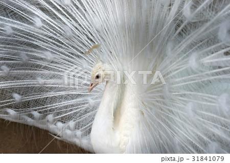 White peacock close-up 31841079