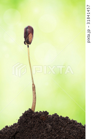 Durian seed germination on green blur background Durian seed germination on green blur background 31841457