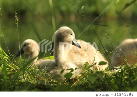 Cygnet resting on the grass in the morning Cygnet resting on the grass in the morning 31841595