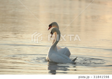 Swans at dawn Swans at dawn 31841598