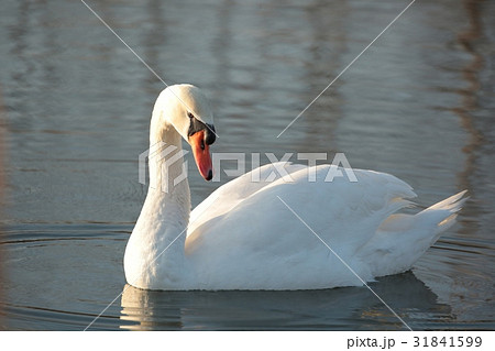 Swan at dawn 31841599