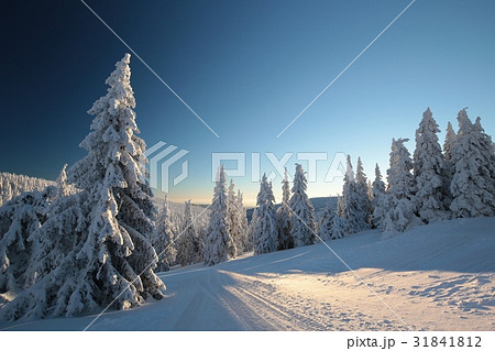 Spruce trees covered with snow on a mountain slope 31841812