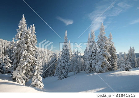 Spruce trees covered with snow on a mountain slope 31841815