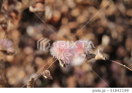 コウヤボウキの痩果 コウヤボウキの痩果 31842199