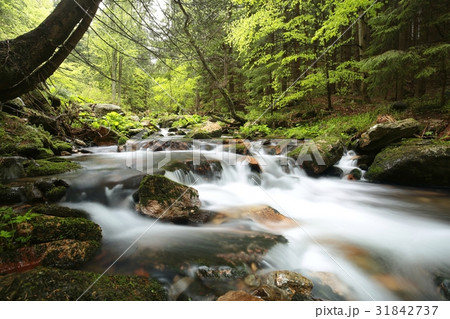 Forest stream flowing from the mountains 31842737