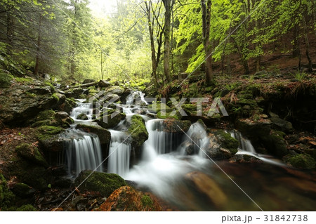 Forest stream flowing from the mountains 31842738