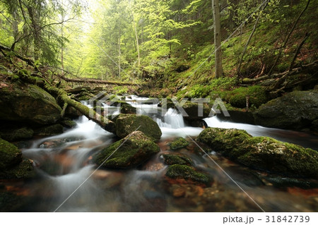 Forest stream flowing from the mountains Forest stream flowing from the mountains 31842739