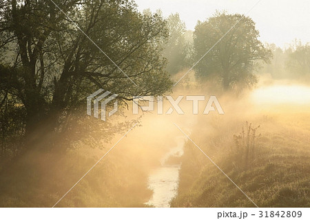 Willow tree next to the river in the May morning Willow tree next to the river in the May morning 31842809
