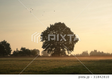 Tree on a misty May morning 31842810