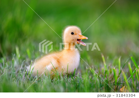 Little duckling on green grass Little duckling on green grass 31843304