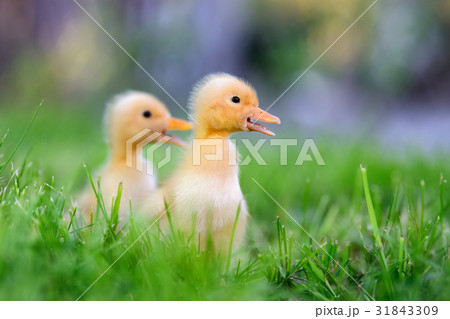 Two little duckling on green grass 31843309