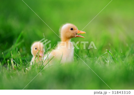 Two little duckling on green grass Two little duckling on green grass 31843310