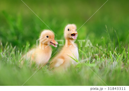 Two little duckling on green grass Two little duckling on green grass 31843311