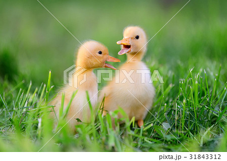 Two little duckling on green grass Two little duckling on green grass 31843312