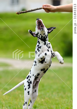 Dalmatian dog outdoors in summer 31843313