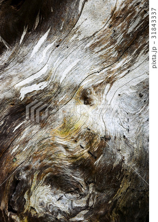 Detail of the old wood with rot 31843337