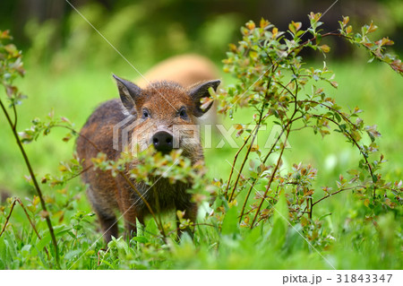 Wild boar in forest 31843347