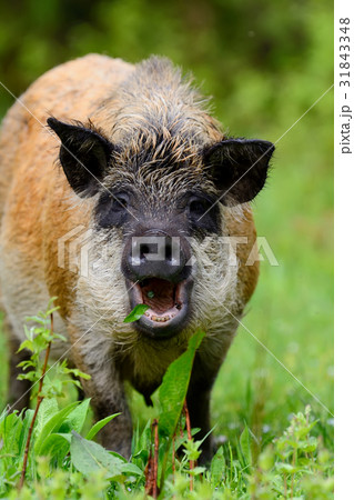 Wild boar in forest 31843348