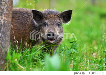Wild boar in forest 31843350