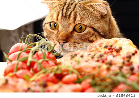 The cat in the kitchen watches 31843413