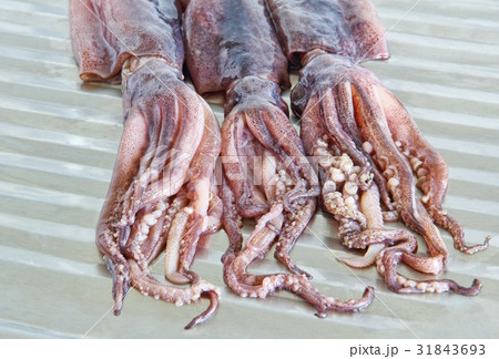 Raw squids with tentacles on metal kitchen table. Raw squids with tentacles on metal kitchen table. 31843693