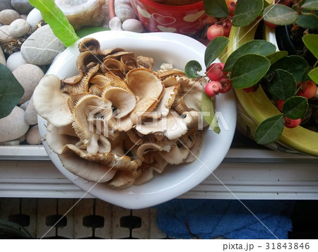Wild mushrooms on the windowsill of the farmhouse. 31843846